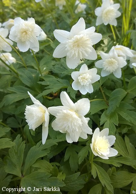 Anemone nemorosa 'Alba Plena'